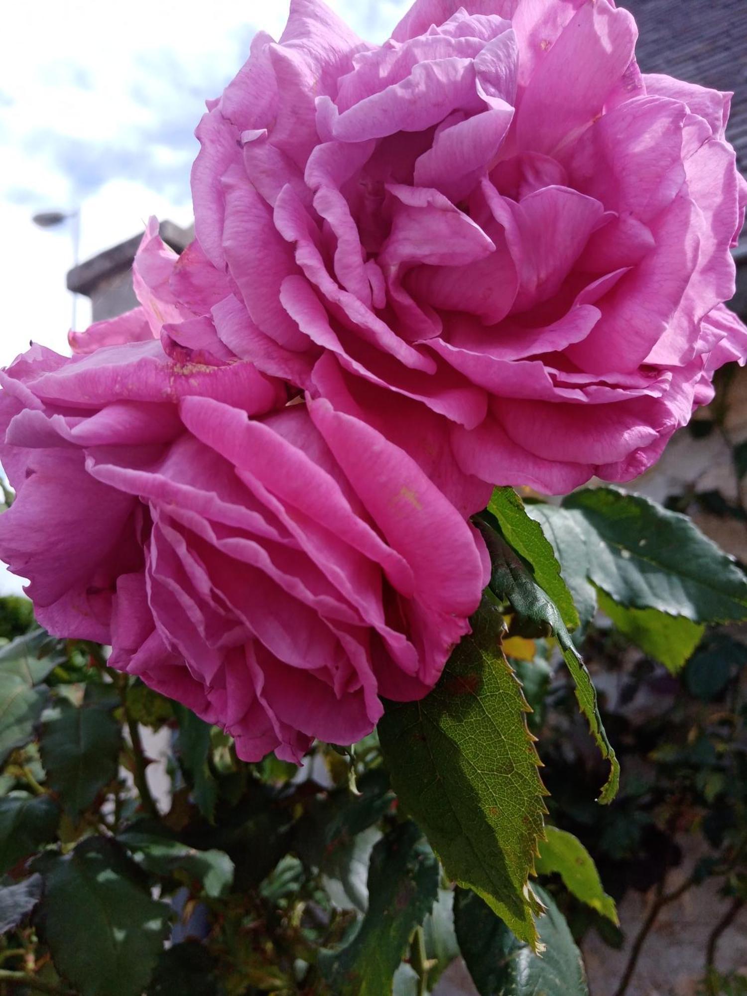 Rose Garden Bayeux Bed & Breakfast Bagian luar foto